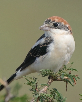 Dzierzba rudogłowa - Lanius senator - Woodchat Shrike