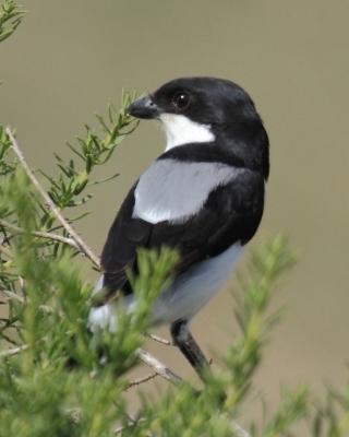 Dzierzba żałobna - Lanius dorsalis - Taita Fiscal