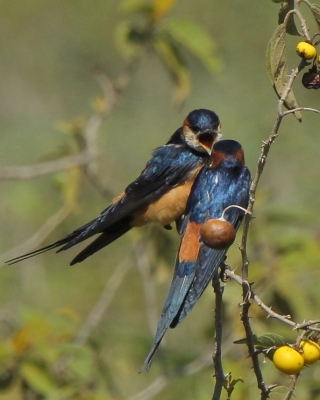 Jaskółka moskitowa - Cecropis senegalensis - Mosque Swallow