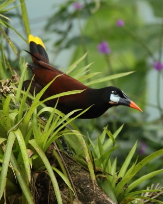Kacykowate - Icteridae - New World Blackbirds
