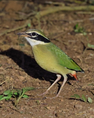 Kurtaczki - Pittidae - Pittas