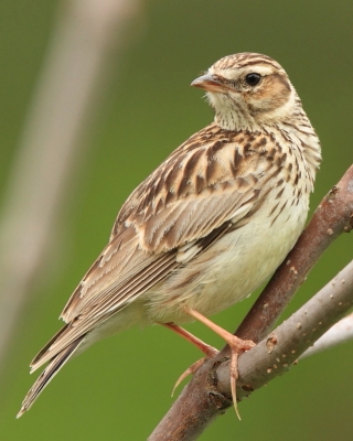 Lerka - Lullula arborea - Wood Lark