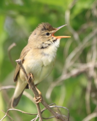 Łozówka - Acrocephalus palustris - Marsh Warbler