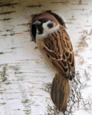 Wróble - Passeridae - Sparrows, Snowfinches