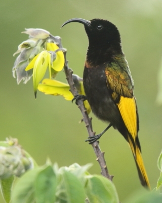 Nektarniki - Nectariniidae - Sunbirds