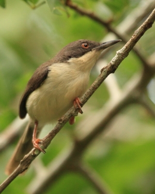 Nikornik żałobny - Apalis melanocephala - Black-headed Apalis