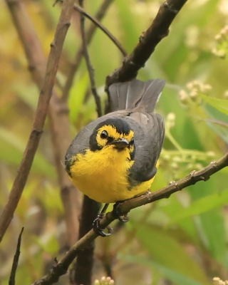 Lasówki - Parulidae - New World Wood Warblers