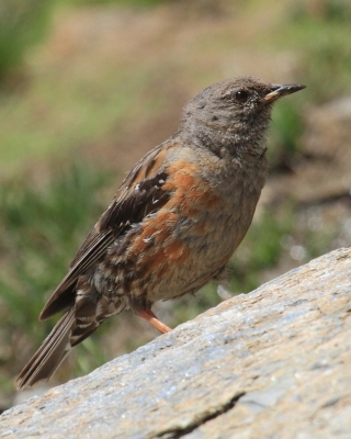 Płochacze - Prunellidae - Accentors