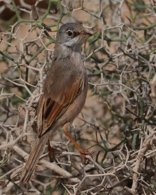 Pokrzewka okularowa - Curruca conspicillata - Spectacled Warbler