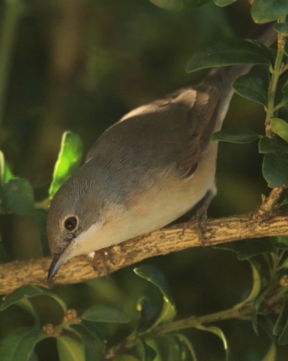 Pokrzewka wąsata - Curruca cantillans - Eastern Subalpine Warbler