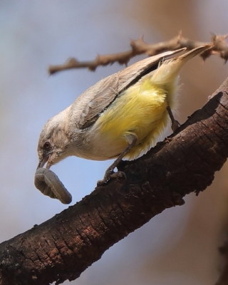 Popielatka żółtobrzucha - Eremomela icteropygialis - Yellow-bellied Eremomela