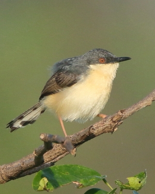 Prinia indyjska - Prinia socialis - Ashy Prinia