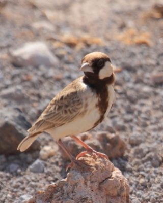 Pustynka płowa - Eremopterix leucopareia - Fischer's Sparrow Lark