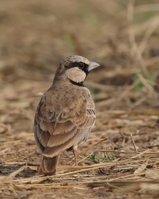 Pustynka szarawa - Eremopterix griseus - Ashy-crowned Sparrow Lark