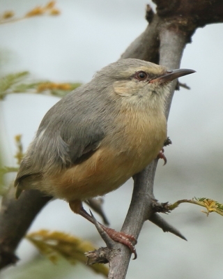 Sawanka długodzioba - Sylvietta rufescens - Long-billed Crombec