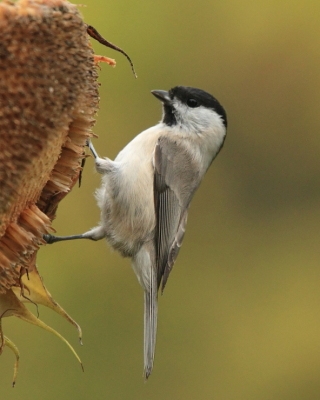Sikora uboga - Poecile palustris - Marsh Tit