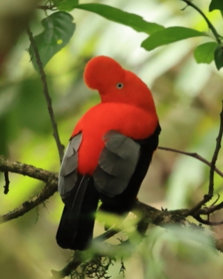 Liszkojady - Campephagidae - Minivets and Cuckooshrikes