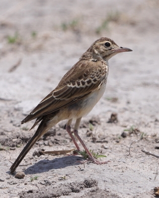 Skowroniec białobrewy - Calendulauda sabota - Sabota Lark