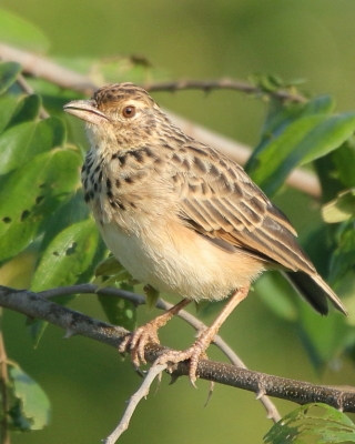 Skowroniec indyjski - Mirafra affinis - Jerdon's Lark