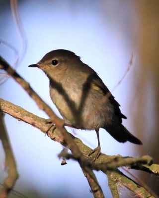Świstunka - Rhadina sibilatrix - Wood Warbler