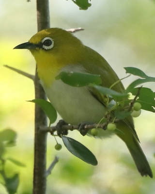 Szlarniki - Zosteropidae - White-eyes