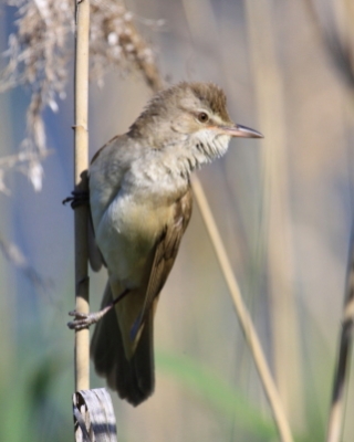 Trzciniak - Acrocephalus arundinaceus - Great Reed-Warbler