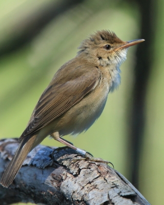 Trzcinniczek - Acrocephalus scirpaceus - Common Reed Warbler