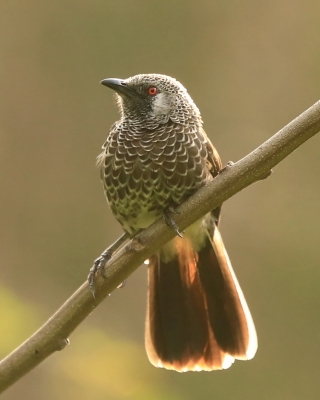 Pekińczyki - Leiothrichidae- Babblers, Laughing-thrushes