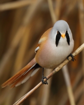Wąsatka - Panurus biarmicus - Bearded Reedling