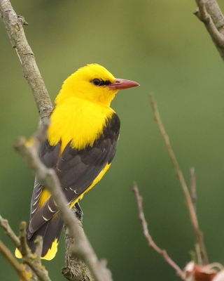 Wilga zwyczajna - Oriolus oriolus - Eurasian Golden-Oriole