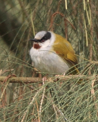Wilgowiec rdzawogardły - Eminia lepida - Grey-capped Warbler