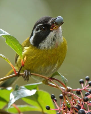 Pasówki - Passerellidae - New World Sparrows