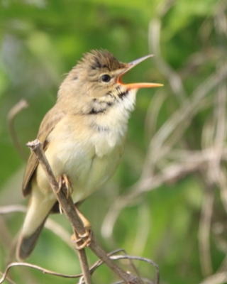 Trzciniaki - Acrocephalidae - Brush, Reed and Swamp Warblers