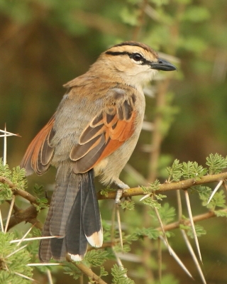 Czagra brązowołbista - Tchagra australis - Brown-crowned Tchagra
