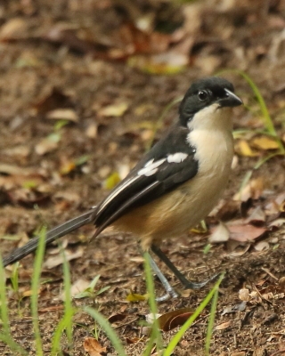 Dzierzyk rdzawobrzuchy - Laniarius ferrugineus - Southern Boubou