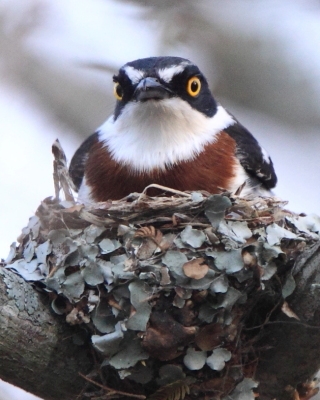 Krępnik ciemnogłowy - Batis minor - Black-headed Batis
