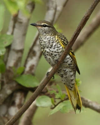 Liszkojad czarny - Campephaga flava - Black Cuckooshrike