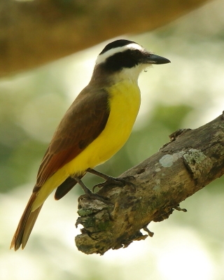 Bentewi wielki - Pitangus sulphuratus - Great Kiskadee