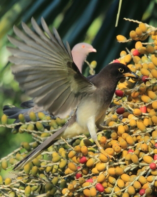 Brązowronka - Psilorhinus morio - Brown Jay
