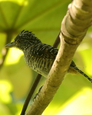 Chronka pręgowana - Thamnophilus doliatus - Barred Antshrike