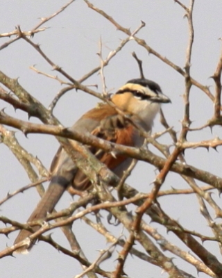 Czagra senegalska - Tchagra senegalus - Black-crowned Tchagra