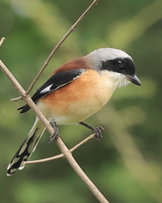 Dzierzba maskowa - Lanius vittatus - Bay-backed Shrike