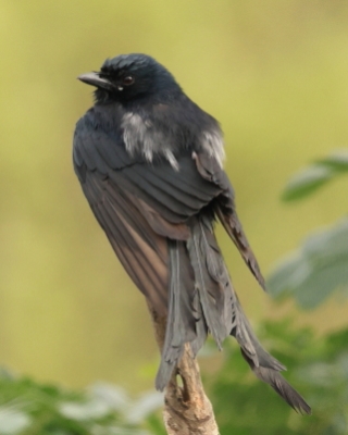 Dziwogon czarny - Dicrurus macrocercus - Black Drongo