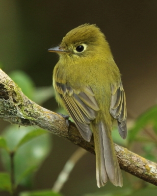 Empidonka żółtobrzucha - Empidonax flaviventris - Yellow-bellied Flycatcher