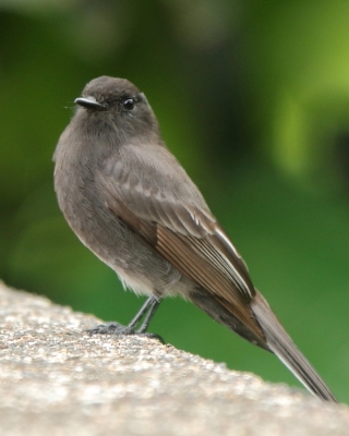 Fibik czarny - Sayornis nigricans - Black Phoebe