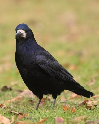 Gawron - Corvus frugilegus - Rook
