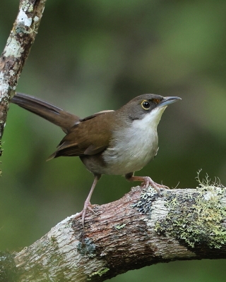 Hispaniole - Calyptophilidae - Chat Tanagers