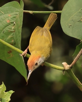 Krawczyk ciemnoszyi - Dark-necked Tailorbird - Orthotomus atrogularis
