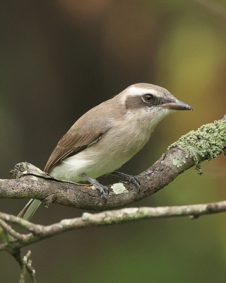 Wangowe - Vangidae -Vangas