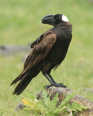 Kruk grubodzioby - Corvus crassirostris - Thick-billed Raven